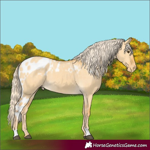 Horse Color:Palomino Dun Skewed Appaloosa 