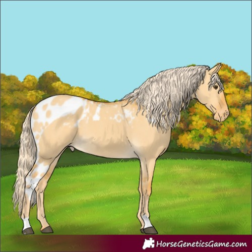 Horse Color:Palomino Dun Skewed Appaloosa 