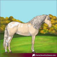 Horse Color:Palomino Dun Skewed Appaloosa