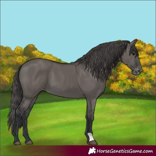 Horse Color:Grullo Skewed Appaloosa 
