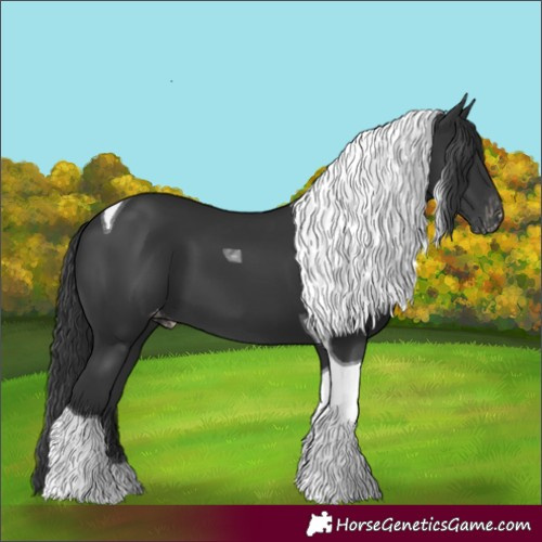 Horse Color:Black Tobiano Skewed Appaloosa 