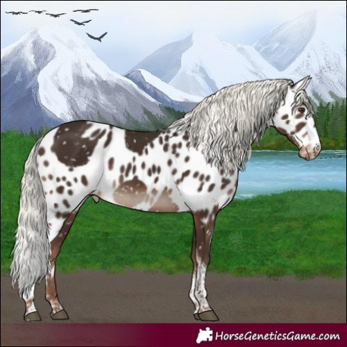 Horse Color:Liver Chestnut Mushroom Tobiano Skewed Appaloosa Rabicano