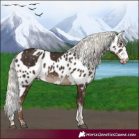 Horse Color:Liver Chestnut Mushroom Tobiano Skewed LP Spotted Rabicano