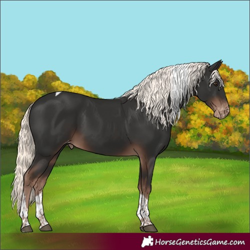 Horse Color:Liver Chestnut Mushroom Tobiano Skewed Appaloosa 