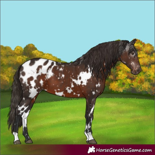 Horse Color:Gray White Spotted Liver Chestnut Appaloosa 