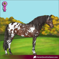 Horse Color:Gray White Spotted Liver Chestnut Blanket 