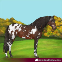 Horse Color:Gray White Spotted Liver Chestnut Appaloosa 