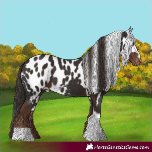 Horse Color:Liver Chestnut Tobiano Skewed Appaloosa 