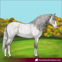 Horse Color:Platinum Silver Grullo Roan Splash 