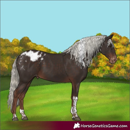 Horse Color:Liver Chestnut Mushroom Tobiano Appaloosa 