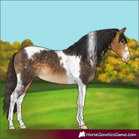 Horse Color:Buckskin Tobiano Appaloosa