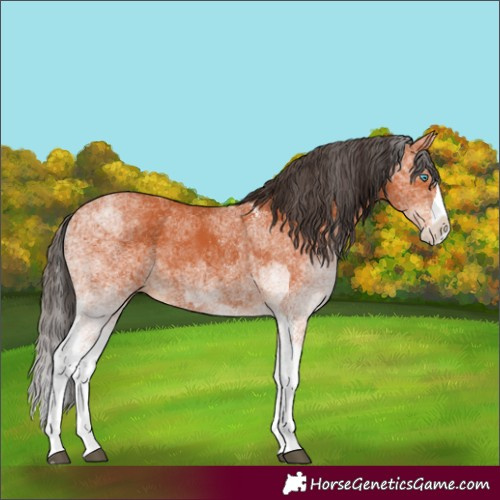 Horse Color:White Spotted Bay Splash and White Spotted Bay Splash