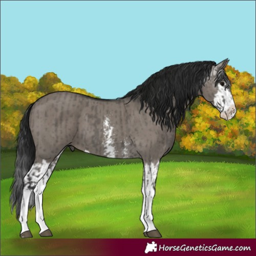 Horse Color:Grullo Sabino Splash and Gray Grullo Sabino Splash