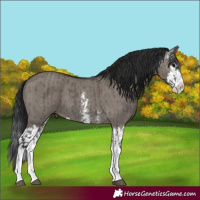 Horse Color:Grullo Sabino Splash  and Gray Grullo Sabino Splash 
