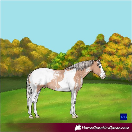 Horse Color:Silver Classic Champagne Sabino Splash Tobiano Appaloosa Rabicano