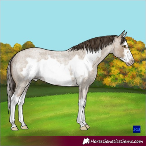 Horse Color:Classic Cream Champagne Roan Sabino Splash Frame Rabicano 