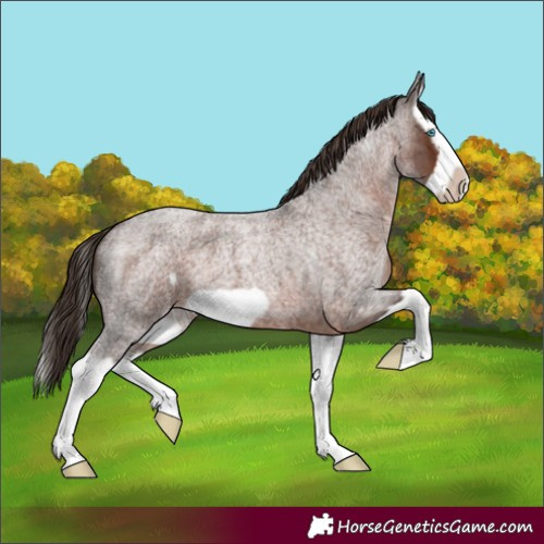 Horse Color:Liver Red Roan Splash Frame 