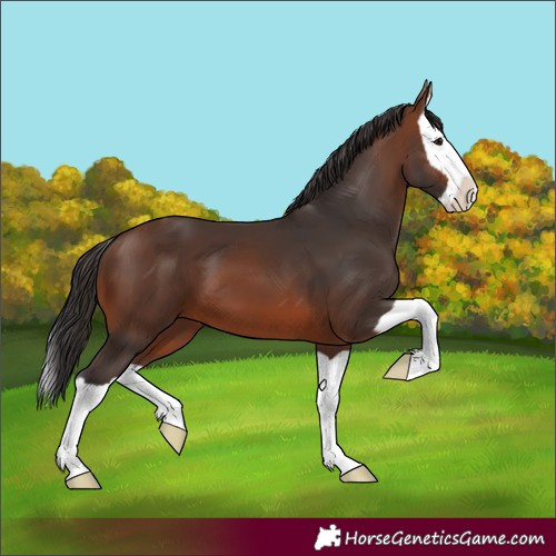 Horse Color:Brown Splash 