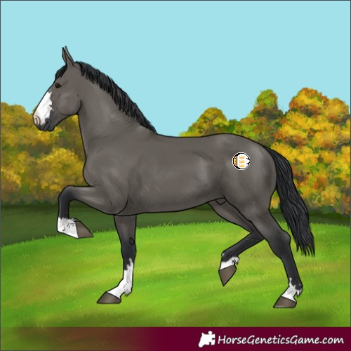 Horse Color:Grullo 