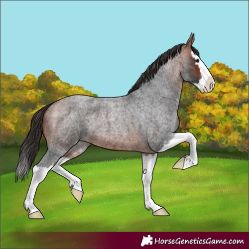 Horse Color:Bay Roan Splash 