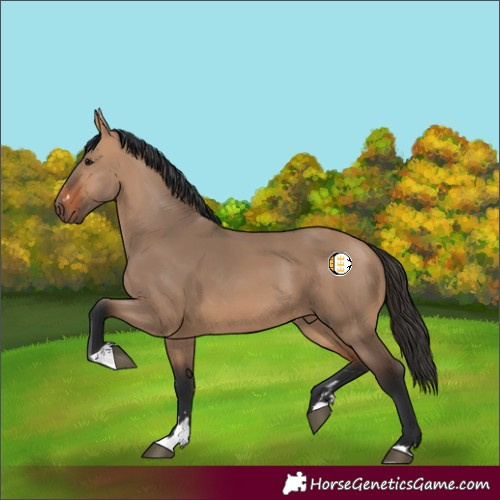 Horse Color:Bay Dun 