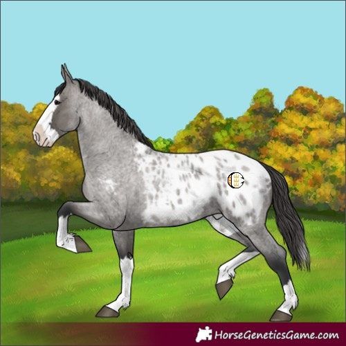 Horse Color:Grullo Roan Splash Appaloosa 
