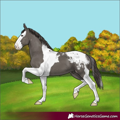 Horse Color:Grullo Splash Tobiano Appaloosa 