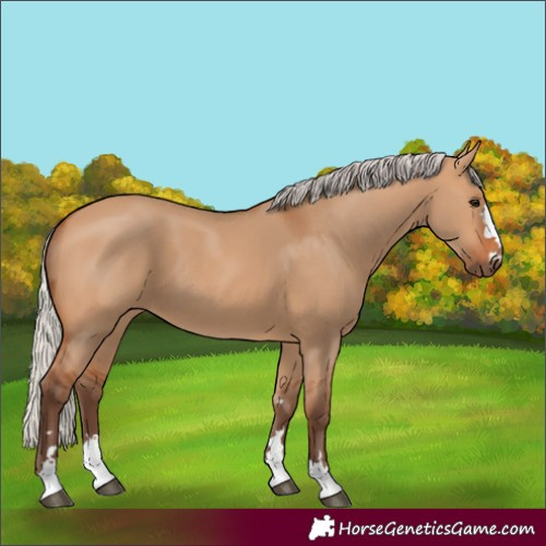 Horse Color:Silver Bay Dun 