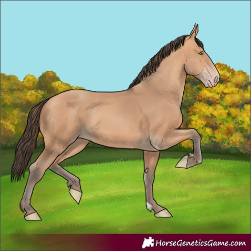 Horse Color:Amber Champagne