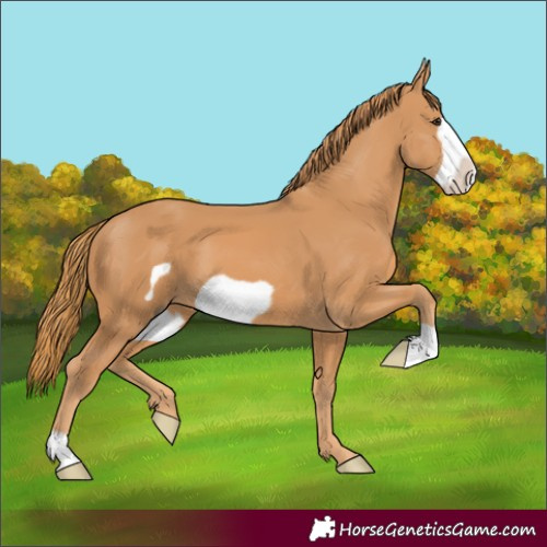 Horse Color:Chestnut Frame 