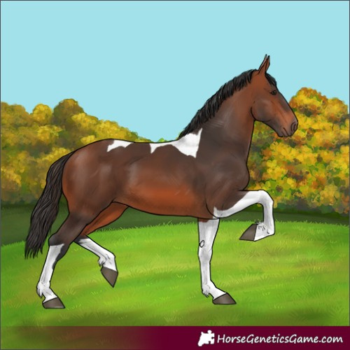 Horse Color:Bay Tobiano