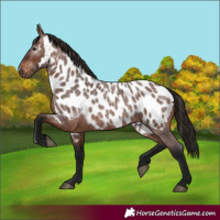 Horse Color:Gray Bay Roan Appaloosa 