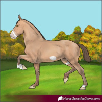 Horse Color:Amber Champagne Frame 