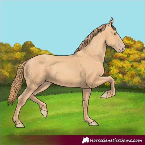 Horse Color:Gold Champagne 