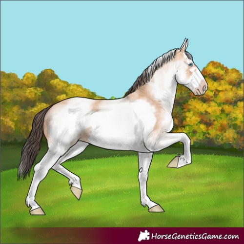 Horse Color:White Spotted Amber Champagne Splash Frame 