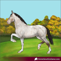 Horse Color:Gray Amber Champagne Roan Tobiano Rabicano 