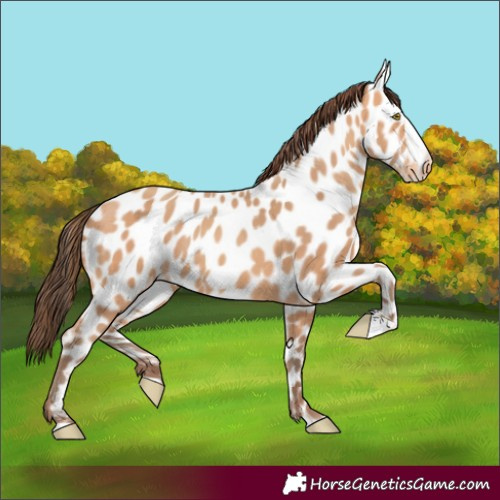 Horse Color:Amber Champagne Frame Appaloosa