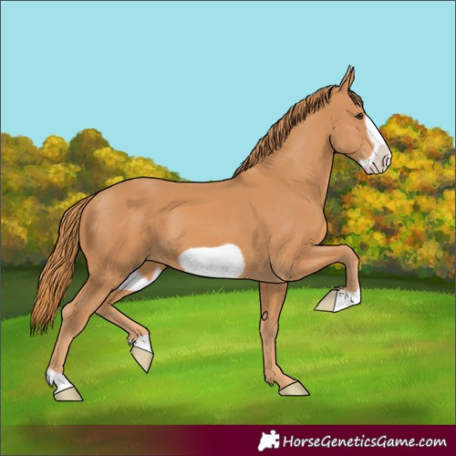 Horse Color:Chestnut Frame