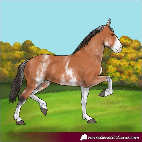 Horse Color:White Spotted Bay