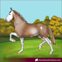 Horse Color:Gray Chestnut Splash