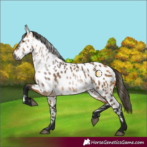 Horse Color:Gray Buckskin Appaloosa 