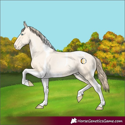 Horse Color:Buckskin Pearl Tobiano Appaloosa Rabicano