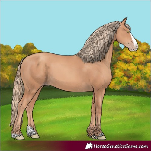 Horse Color:Gold Champagne Splash 