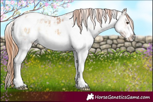 Horse Color:White Spotted Red Onyx Ice Appaloosa 
