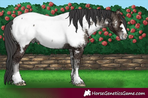 Horse Color:Blue Onyx Ice Appaloosa 
