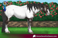Horse Color:Blue Onyx Ice Near Fewspot 
