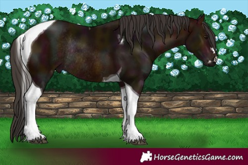 Horse Color:Midnight Bay Tobiano Rabicano 