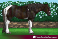 Horse Color:Midnight Bay Tobiano Rabicano