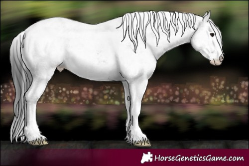 Horse Color:White Spotted Black Ice Rabicano 