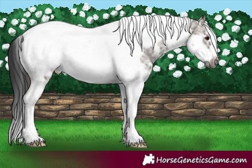 Horse Color:Brown Ice Dun Sabino Tobiano Frame Rabicano 